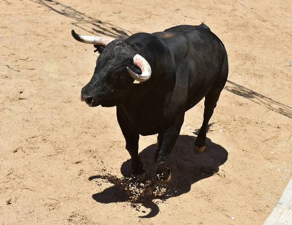 bull horns of spanish bull in arena