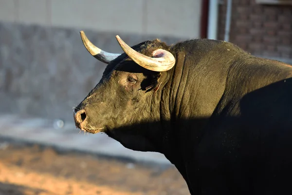 bull horns of spanish bull in arena