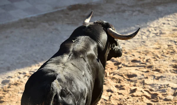 Cuernos Toro Toro Español Arena — Foto de Stock