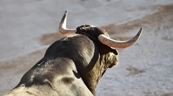 Cuernos Toro Toro Español Arena —  Fotos de Stock