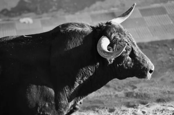 Býčí Rohy Španělského Býka Aréně — Stock fotografie