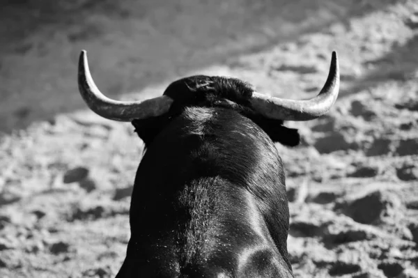 竞技场上西班牙公牛的牛角 — 图库照片