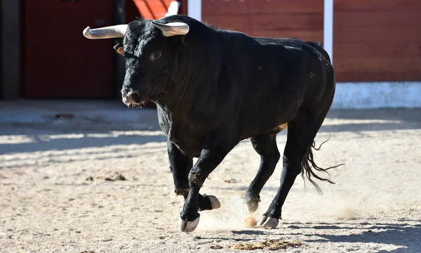 Toro Fuerte España Con Cuernos Grandes —  Fotos de Stock