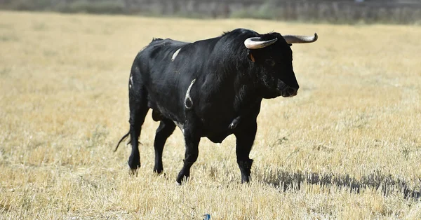 Erős Bika Spanyolországban Nagy Szarvak — Stock Fotó