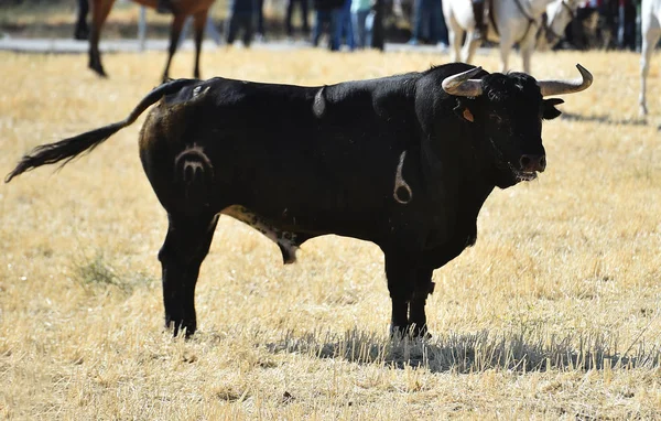 Toro Fuerte España Con Cuernos Grandes —  Fotos de Stock