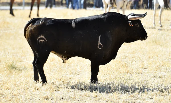 Toro Fuerte España Con Cuernos Grandes — Foto de Stock