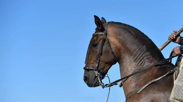 Spanyol Atının Başı — Stok fotoğraf