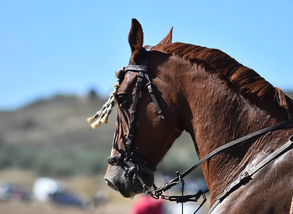 Cabeça Cavalo Espanhol — Fotografia de Stock