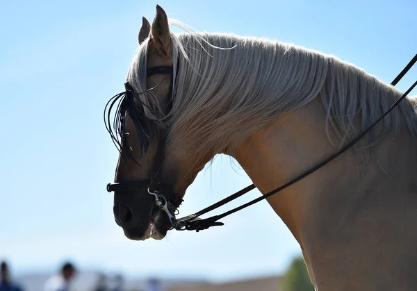 スペイン馬の頭 — ストック写真