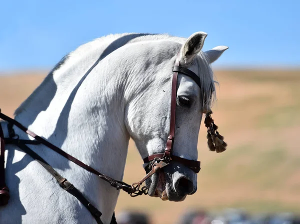 Cabeza Caballo Español —  Fotos de Stock