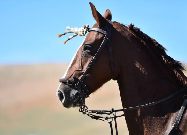 Cabeza Caballo Español —  Fotos de Stock