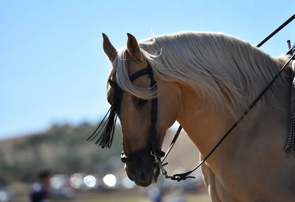 Голова Іспанського Коня — стокове фото