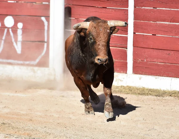 Spagnolo Toro Bullring Con Grandi Corna — Foto Stock