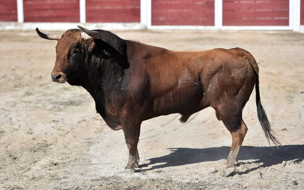 Toro Español Plaza Toros Con Cuernos Grandes —  Fotos de Stock