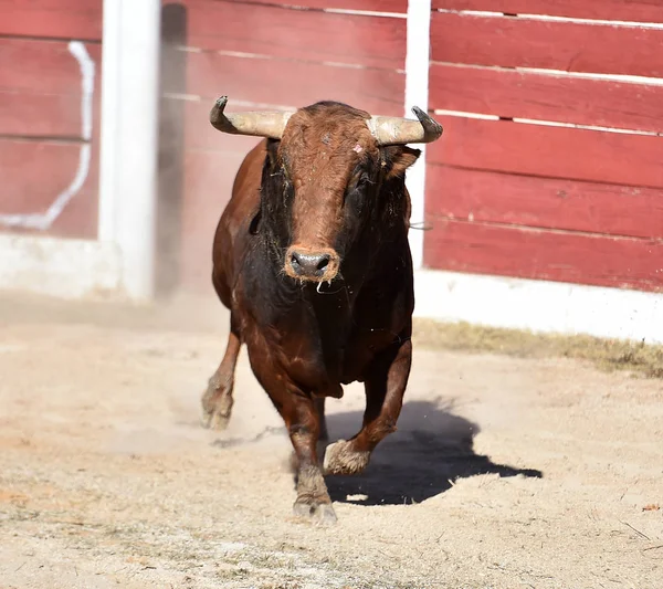 Spanish Bull Bullring Big Horns — Stock Photo, Image