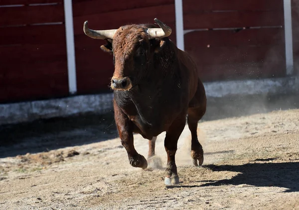 Touro Espanhol Tournée Com Chifres Grandes — Fotografia de Stock