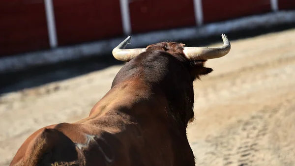 Toro Español Plaza Toros Con Cuernos Grandes —  Fotos de Stock