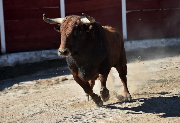 Spanish Bull Bullring Big Horns — Stock Photo, Image