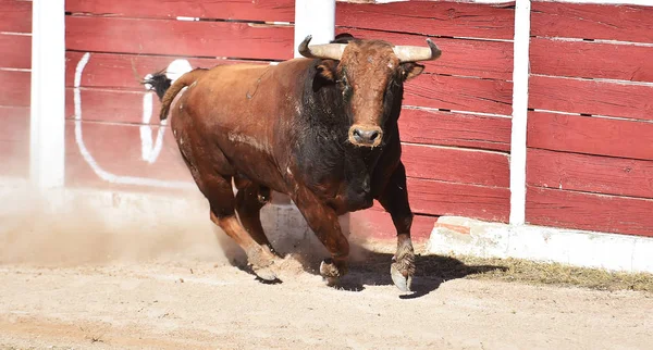 Bullring Büyük Boynuzları Olan Spanyol Boğa — Stok fotoğraf