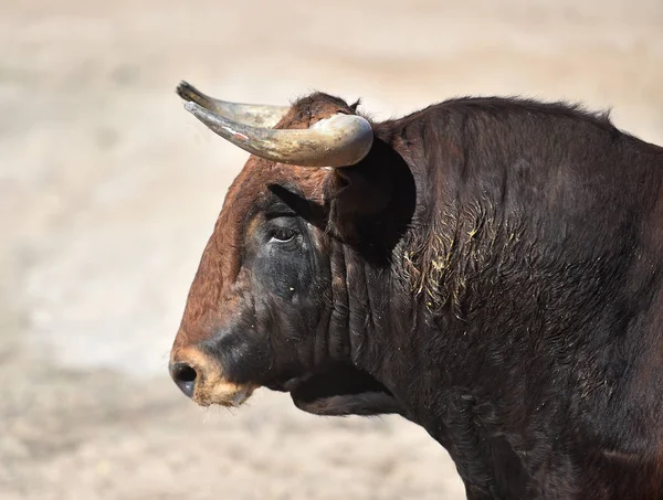 Toro Español Plaza Toros Con Cuernos Grandes — Foto de Stock