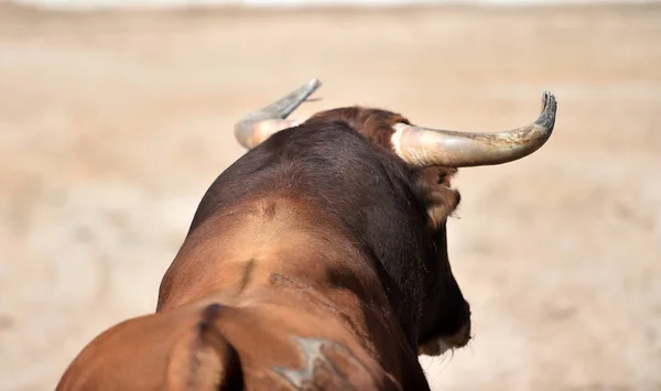 Bullring Büyük Boynuzları Olan Spanyol Boğa — Stok fotoğraf