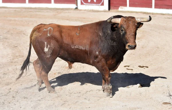 Taureau Espagnol Arène Avec Grandes Cornes — Photo