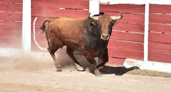 Spaanse Stier Arena Met Grote Hoorns — Stockfoto