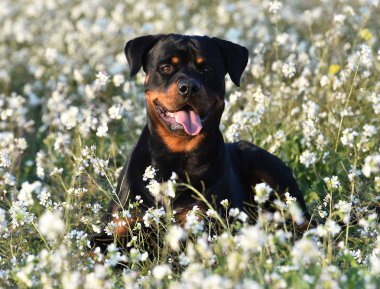 Rottweiler yeşil alanda