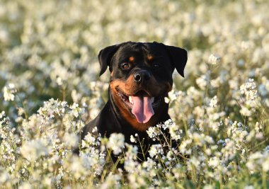 Rottweiler yeşil alanda
