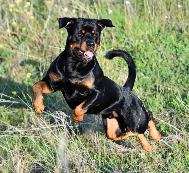 Rottweiler yeşil alanda