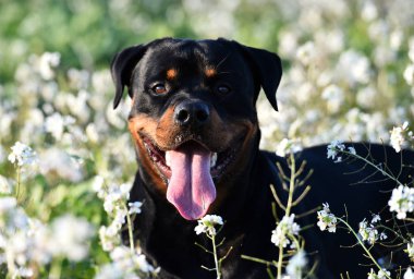 Rottweiler yeşil alanda