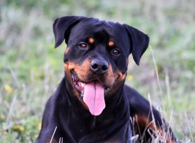 Rottweiler yeşil alanda