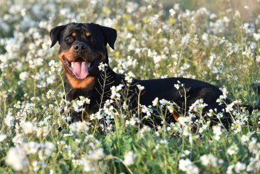Rottweiler yeşil alanda