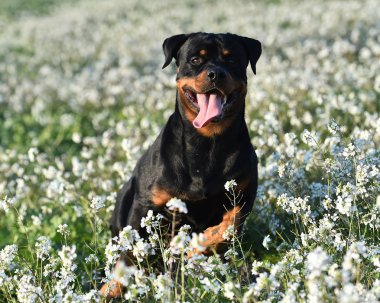 Rottweiler yeşil alanda