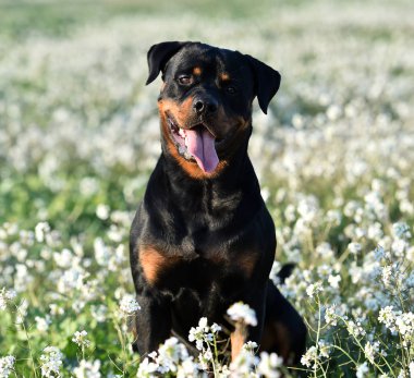 Rottweiler yeşil alanda