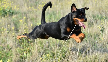 Rottweiler yeşil alanda
