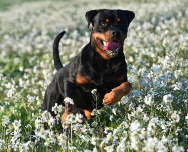 Rottweiler yeşil alanda