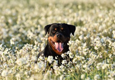 Rottweiler yeşil alanda