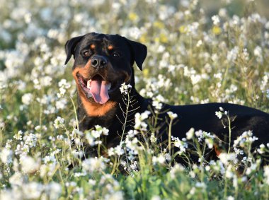 Rottweiler yeşil alanda