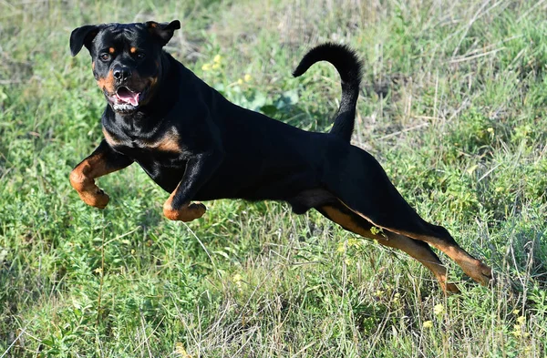 Rottweiler Yeşil Alanda — Stok fotoğraf