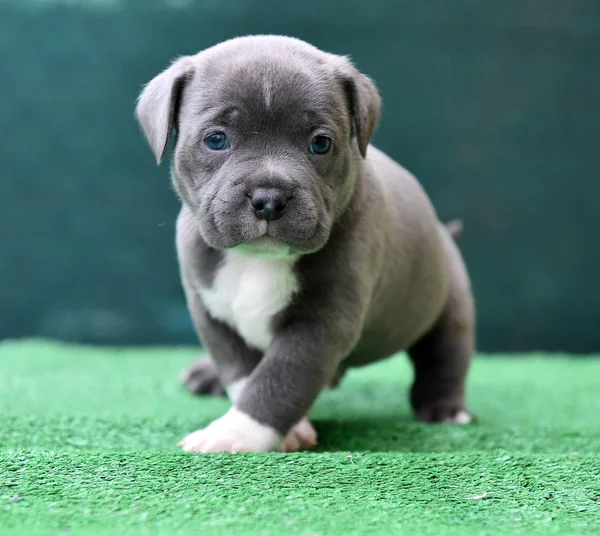 American Bully Dog Spain — Stock Photo, Image