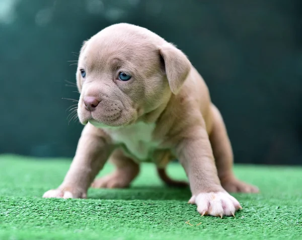 American Bully Dog Spain — Stock Photo, Image