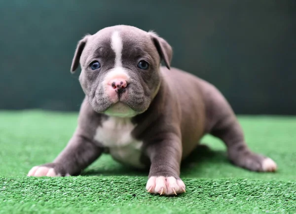 American bully dog in spain