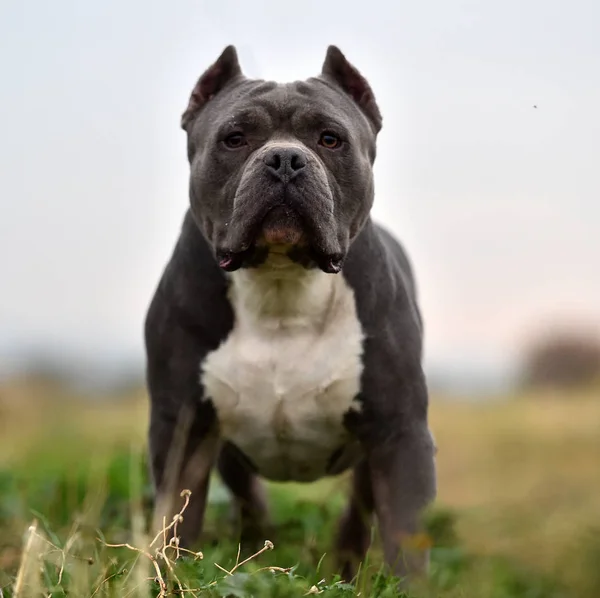 Spanya Daki Amerikan Zorba Köpeği — Stok fotoğraf
