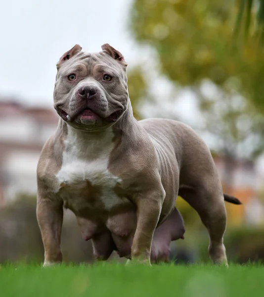 Американская Булли Собака Испании — стоковое фото