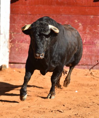 Geleneksel boğa güreşi gösterisinde büyük boynuzlu güçlü bir boğa.