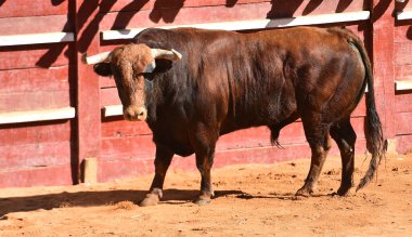 Geleneksel boğa güreşi gösterisinde büyük boynuzlu güçlü bir boğa.