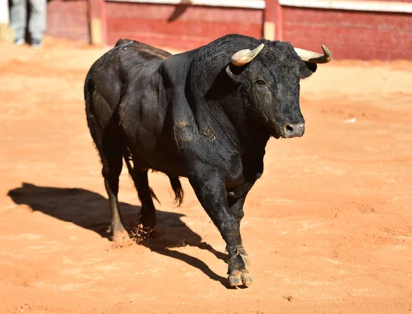 Touro Forte Com Grandes Chifres Espetáculo Tradicional Tourada — Fotografia de Stock