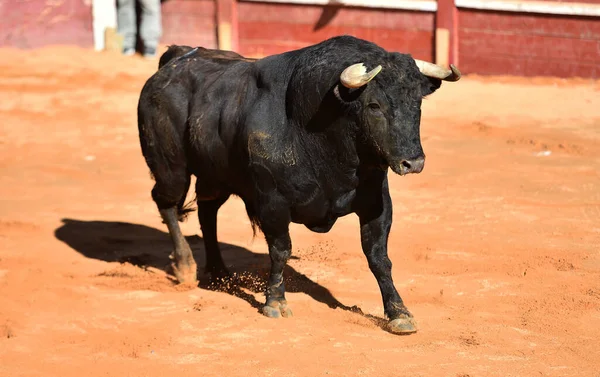 Taureau Fort Avec Grandes Cornes Sur Spectacle Traditionnel Corrida — Photo