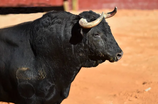 Banteng Kuat Dengan Tanduk Besar Pada Tontonan Tradisional Pertarungan Banteng — Stok Foto